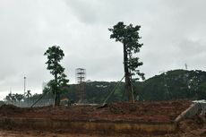 Area Revitalisasi Monas Ditanami Pohon Baru