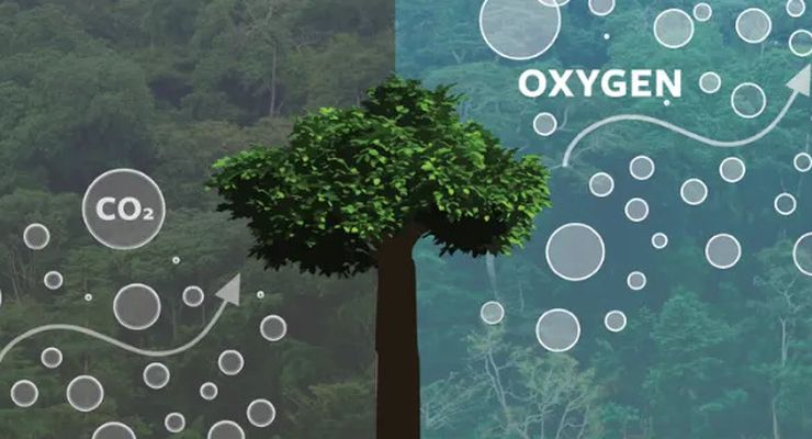 Berapa Pohon yang Dibutuhkan untuk Oksigen Satu Orang?