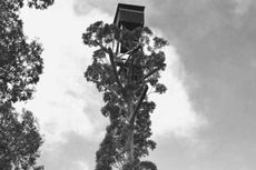 Rumah Pohon Setinggi 50 Meter di Perth Akan Merayakan Ulang Tahun Ke-75