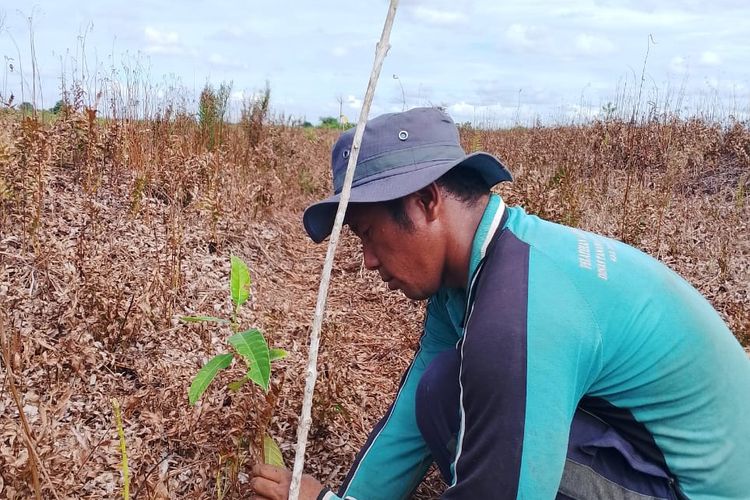Restorasi lahan gambut melalui agroforestri di Desa Jati Mulyo, Kecamatan Dendang, Kabupaten Tanjung Jabung Timur, Provinsi Jambi.