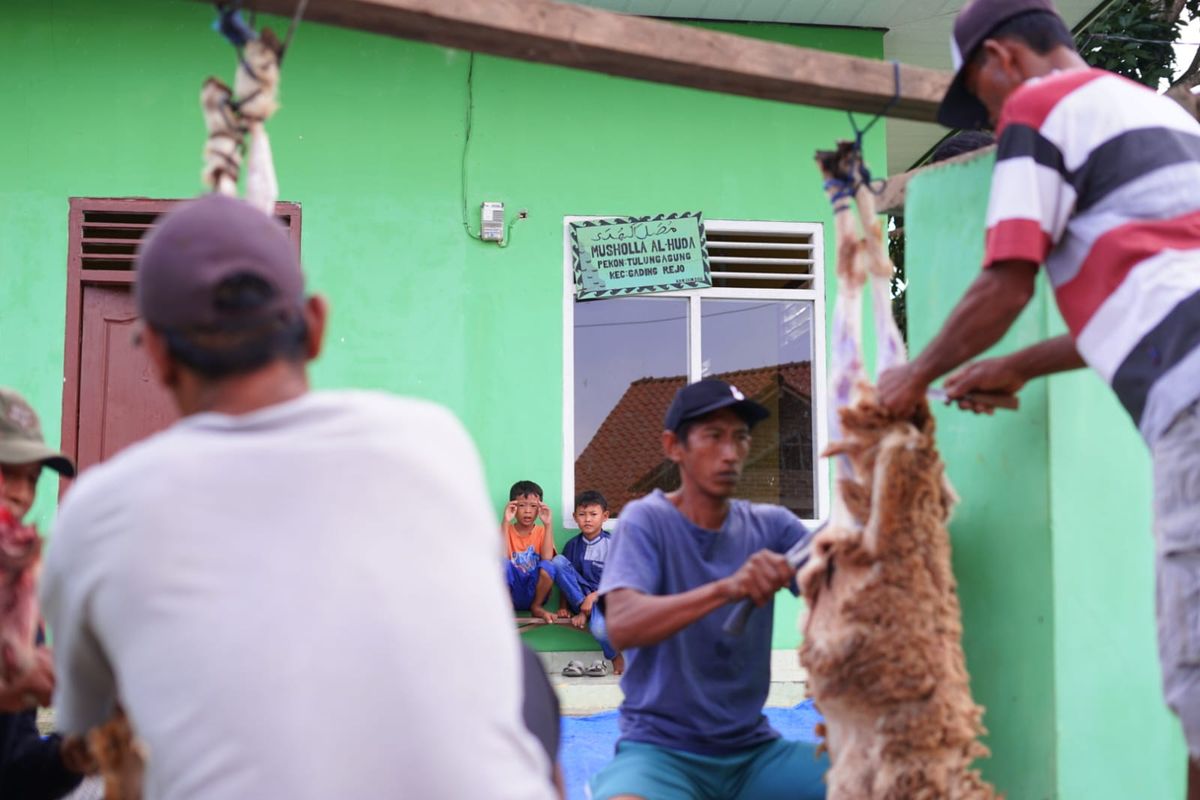Dompet Dhuafa Lampung menggelar pelaksanaan Tebar Hewan Kurban (THK) 1444 Hijriah(H) di 4 (empat) lokasi, yaitu di Lampung Utara, Lampung Selatan, Pringsewu, dan sekitar Bandar Lampung.
Salah satu penyembelihan dilaksanakan di kandang Dompet Dhuafa (DD) Farm Lampung di Desa Tulung Agung, Gadingrejo, Pringsewu, Lampung yang dimulai sejak hari pertama Idul Adha 1444, Kamis (29/6/2023).
