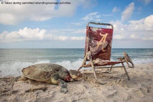 Penyu Langka Mati Terjerat Kursi Pantai, Apa Pelajaran untuk Kita?