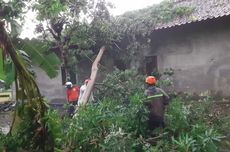 Pohon Tumbang Menutup Jalan dan Menimpa Rumah di Kulon Progo