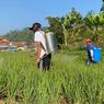 Petani Gorontalo Gagal Panen Akibat Hama, Kementan Sarankan Ikuti Asuransi Pertanian