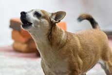 5 Penyebab Anjing Menggonggong Berlebihan dan Cara Mengatasinya
