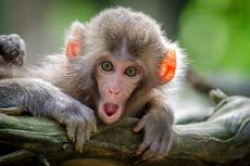 Balita di China Diculik Monyet, Dibawa sampai ke Semak-semak di Tengah Hutan