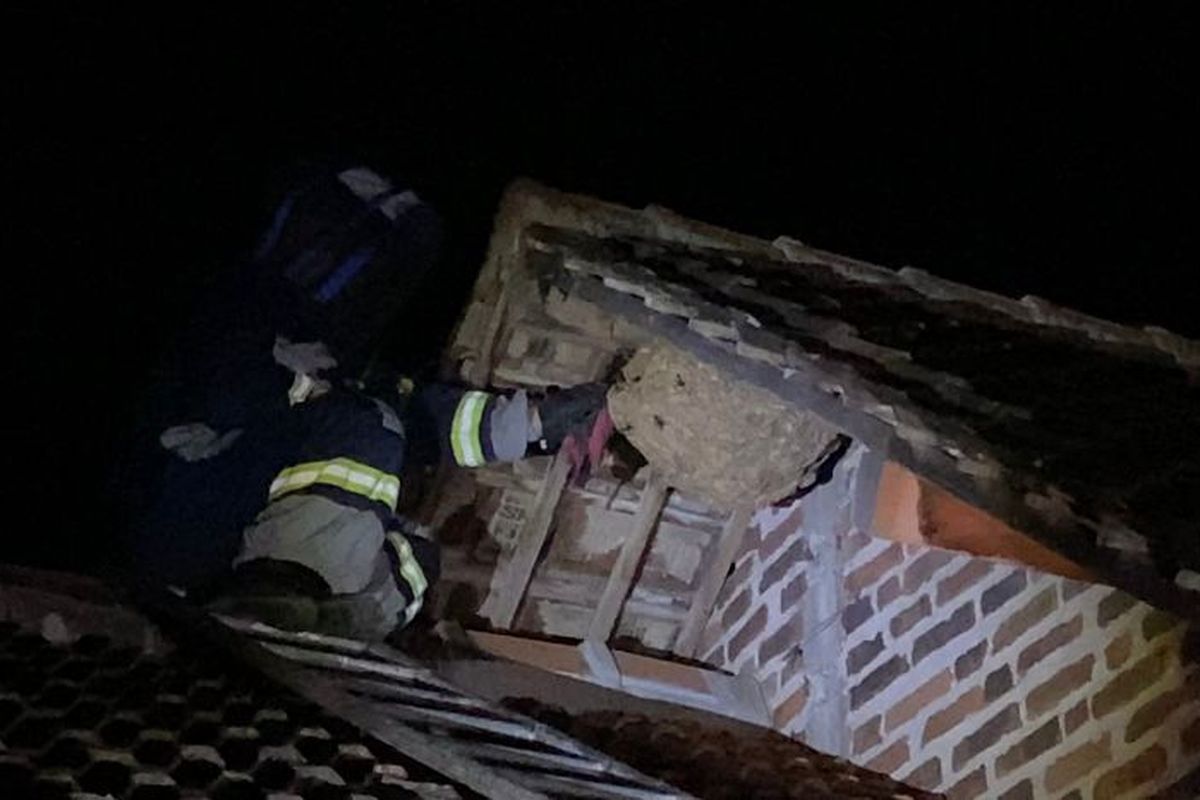 Petugas Damkar dan BPBD Kabupaten Madiun saat menangani sarang tawon vespa di Desa Kaibon, Kecamatan Geger, Kabupaten Madiun, Jawa Timur. 