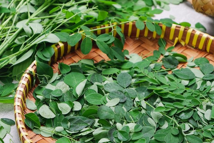 Ilustrasi daun kelor