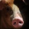 Kementan Gerak Cepat Tangani Flu Babi Afrika Imbas Larangan Ekspor ke Singapura