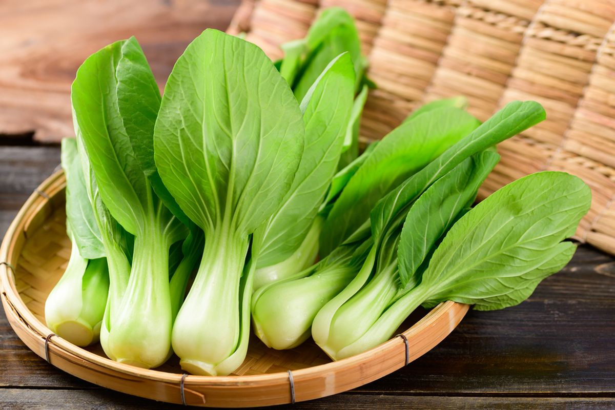 Ilustrasi pakcoy, sayuran pakcoy. 