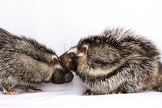 Bulu Beracun Mematikan, Tikus Jambul Afrika Ini bisa Bunuh Manusia