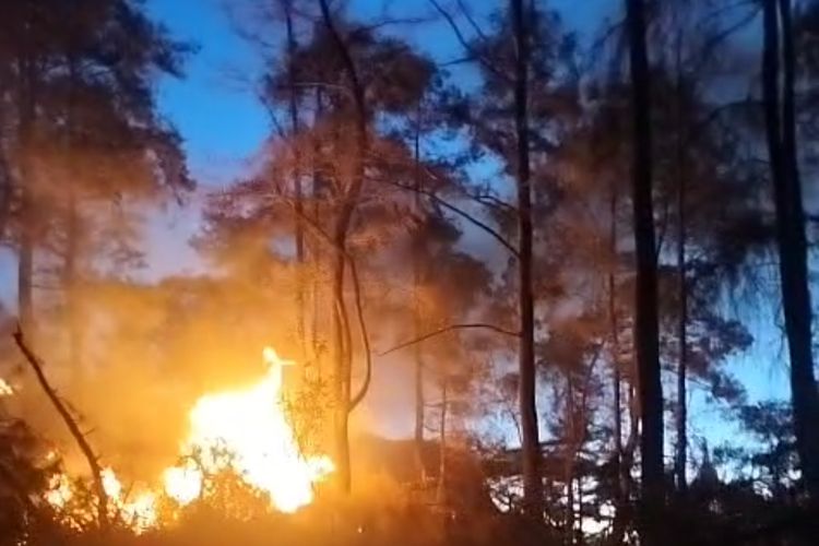 Hutan Pinus Malino Gowa Terbakar, Diduga Dipicu Pembakaran Sampah Warga