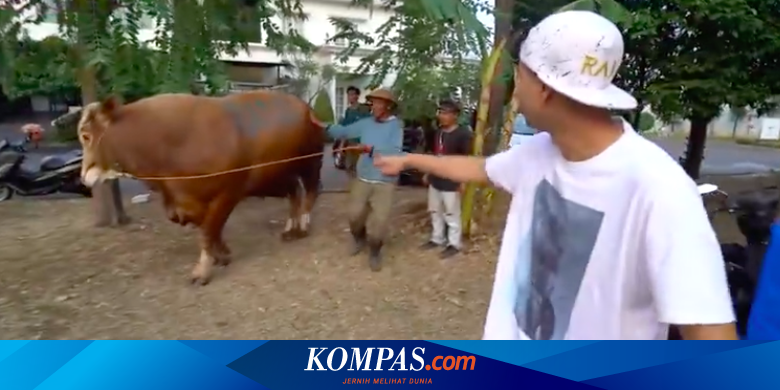 3 Sapi Kurban Raffi Ahmad Punya Berat 1 Ton Lebih Halaman All Kompas Com