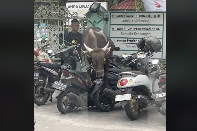 Video viral sapi mengamuk di jalan dan merusak beberapa unit motor sekaligus