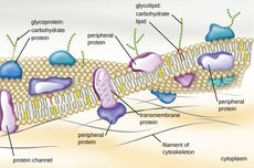 12 Fungsi Membran Sel