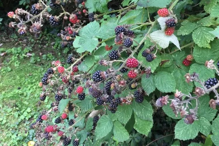 Karena semak berduri, buah blackberry termasuk salah satu jenis buah yang paling sulit dipetik, menurut para pekerja.