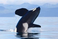 Viral, Video Rekam Wanita Asik Berenang dengan Orca di Alam Liar 