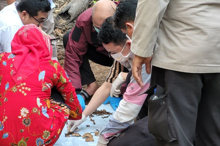 Polisi dan tim medis mengumpulkan benda mirip tulang belulang manusia yang ditemukan terpendam di kebun Kelurahan Tanjung, Kecamatan Purwokerto, Selatan, Kabupaten Banyumas, Jawa Tengah, Kamis (15/6/2023).