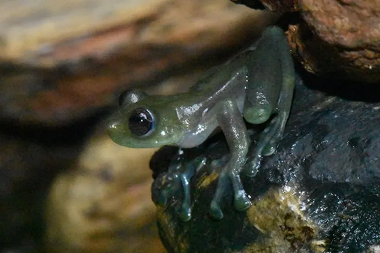 Katak kaca Sachatamia orejuela yang hidup di Ekuador menggunakan panggilan kawin dan gerakan fisik untuk tarik lawan jenisnya.