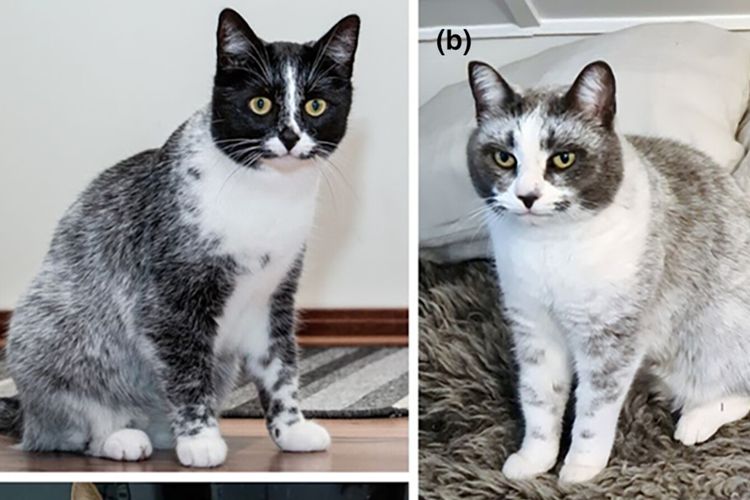 Ilmuwan Temukan Warna Baru Kucing, Diberi Nama "Salmiak"