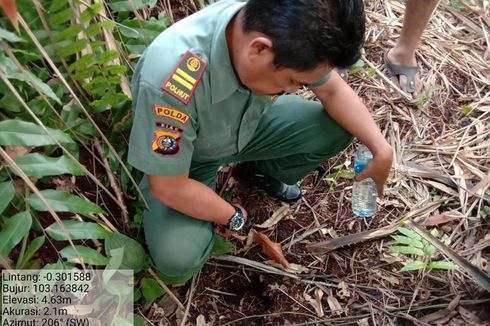 Diduga Jejak Harimau di Areal Kebun Sawit Bikin Geger Warga Riau, Ternyata Jejak Tapir