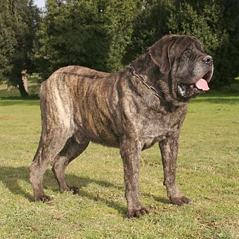 Ilustrasi anjing English Mastiff.