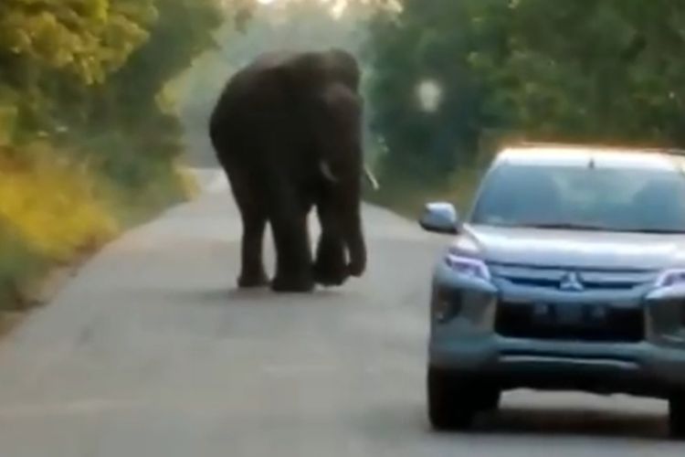 Tangkapan layar video viral di grup WhatsApps yang memperlihatkan gajah mengadang mobil di areal Pertamina di Kabupaten Bengkalis, Riau, Sabtu (6/8/2022).