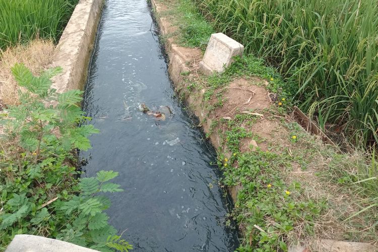 Air Irigasi di Ciamis Menghitam dan Berbau, Ikan Warga Mati Massal: Bikin Gatal-gatal