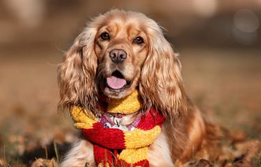 Xnxvidioes - Betulkah Anjing Memiliki Emosi yang Sama dengan Manusia? Halaman all -  Kompas.com
