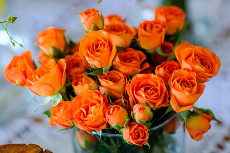 Ilustrasi bunga mawar oranye.