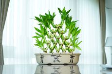 Bawa Hoki, Ini Cara Merawat Tanaman Lucky Bamboo di Dalam Ruangan