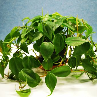 Philodendron sangat mudah dirawat, termasuk jika kita ingin memilihnya sebagai tanaman hias yang bisa ditanam di air.