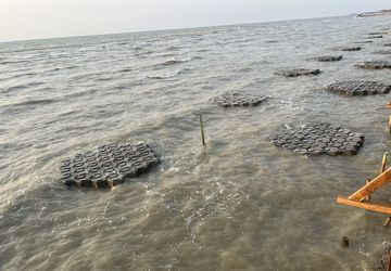 Cegah Demak Tenggelam, AHY Turun Tangan Tanam 200 Hektar Mangrove di Timbulsloko