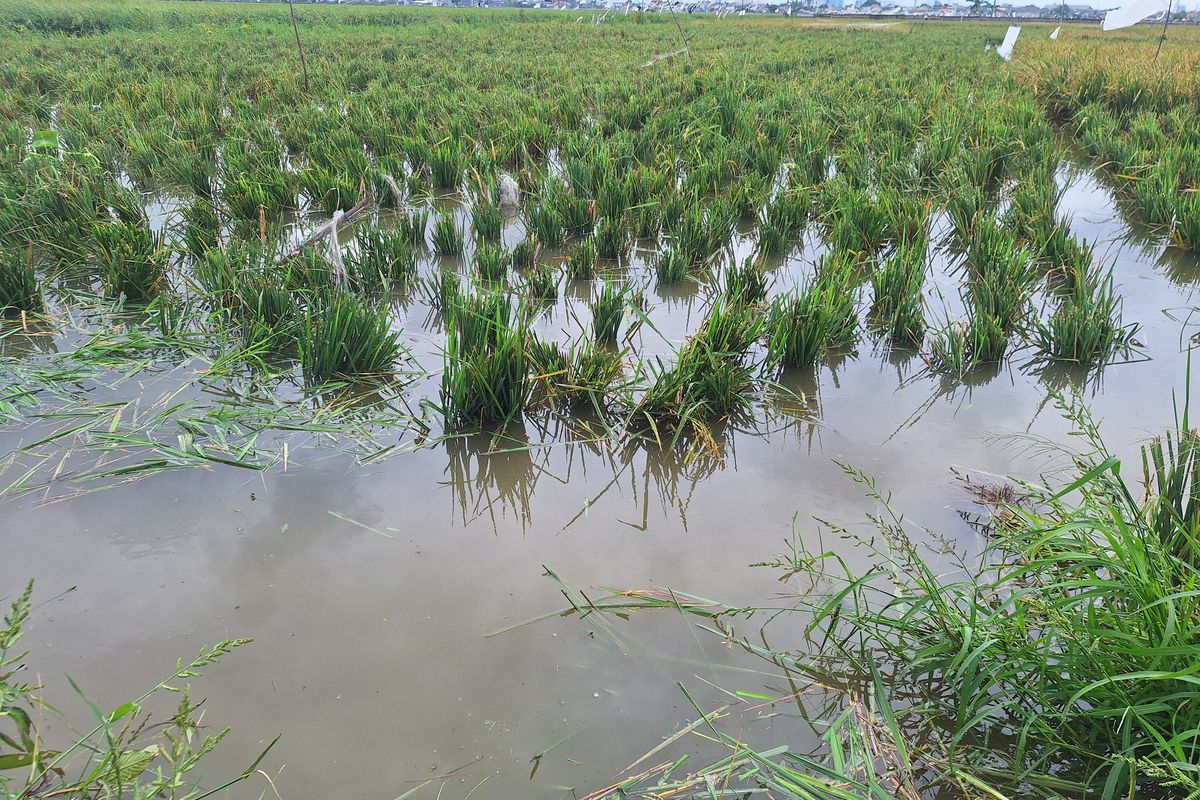 Petani di Cilincing Minta Dibangunkan Saluran Air Agar Tak Banjir Lagi