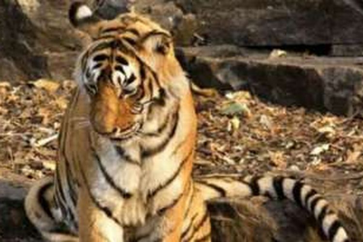 Machli saat masih hidup yang ditemukan kelaparan dan terbaring di dekat perbatasan taman nasional Ranthambore, India. 