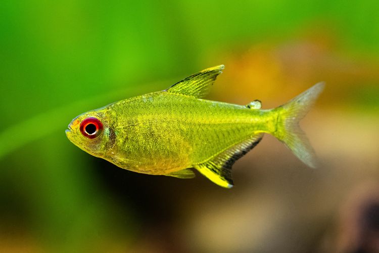 Ikan lemon tetra