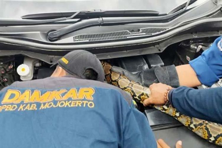Petugas Damkar mengevakuasi ular Sanca Kembang dari dalam mobil di Kelurahan Sarirejo, Kecamatan Mojosari, Kabupaten Mojokarto, Selasa (22/2/2022).