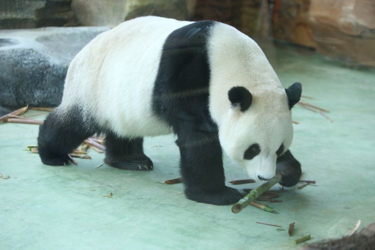 Seekor panda (Ailuropada melanoleuca) asal China diperlihatkan seusai proses karantina di Istana Panda Indonesia, Taman Safari Indonesia Bogor, Jawa Barat, Rabu (1/11/2017). Sepasang panda, Cai Tao (jantan) dan Hu Chun (betina) yang berasal dari pengembangbiakan di China Wildlife Conservation Association (CWCA) akan diperkenalkan untuk publik pada November 2017.