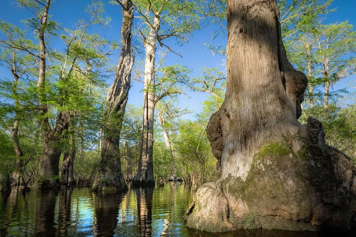 Pohon-pohon tua di Black River, California. Salah satunya berusia lebih dari 2.600 tahun.