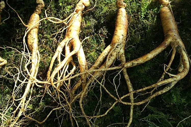Ilustrasi tanaman ginseng
