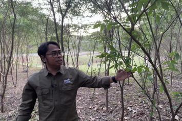 Tanam 100.000 Pohon di Gunungkidul, PLN EPI Harapkan Bisa Jadi Solusi Langkanya Pakan Ternak