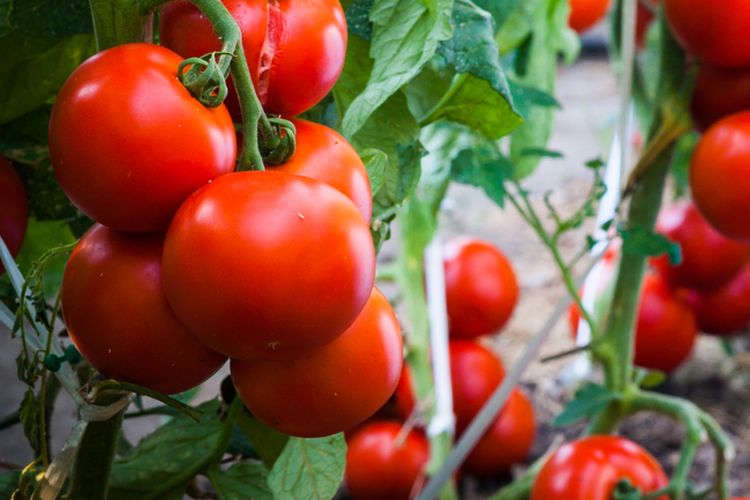 Ilustrasi tanaman tomat, menanam tomat, tomat yang siap dipanen. 