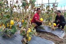 Manisnya Cuan dari Melon Golden di Sawah Tadah Hujan Aceh...