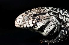 Jejak Kadal Purba di Florida Terungkap Berkat Kecerdasan Buatan