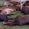 17 Sapi di Aceh Mati Disambar Petir