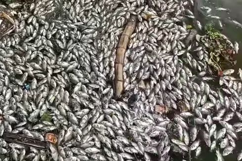 Ribuan Ikan Mati di Waduk Komplek Industri SIER Surabaya, Sample Ikan dan Air Sedang Diuji