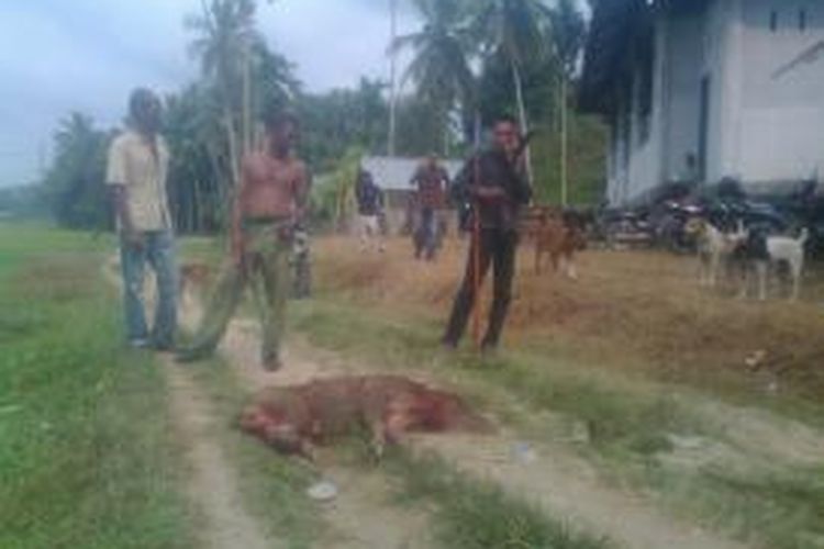Seekor hama babi dibantai oleh tim pemburu karena meresahkan warga dan petani di Kecamatan Juli, Kabupaten Bireuen, Aceh. Hingga saat ini dinas terkait belum turun tangan kendati berulang kali dilaporkan oleh masyarakat. (DESI)