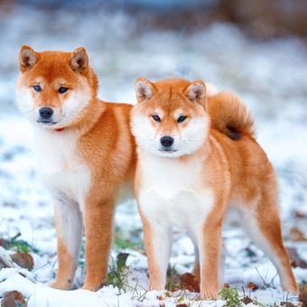 Ilustrasi anjing Shiba inu. 