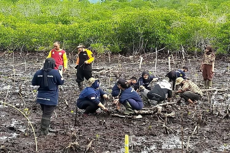 Sejumlah relawan Dompet Dhuafa mengisi akhir pekan dengan menanam mangrove di Ciberi
Enggros, Kota Jayapura.