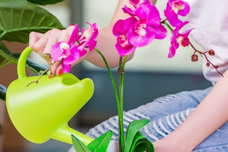 Ilustrasi menyiram tanaman bunga anggrek. 